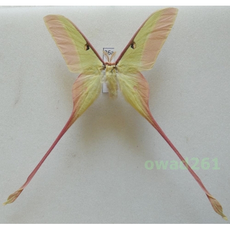 Actias dubernardi (Oberthür, 1897) male ex. ovo China 76mm36a